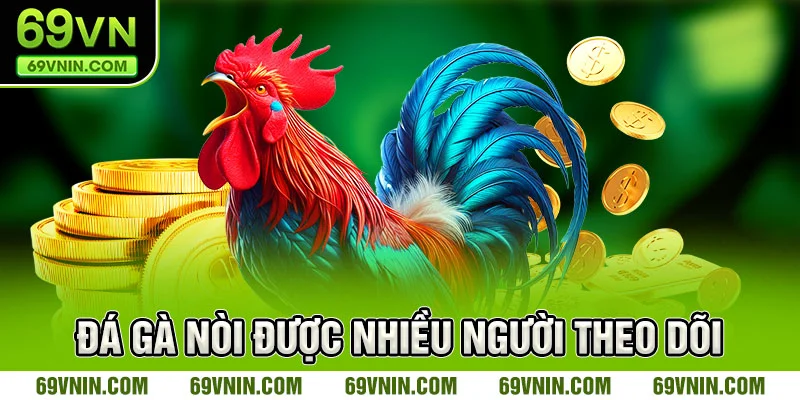 Đá gà nòi được nhiều người theo dõi